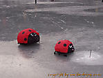 Januar :: 100_4625