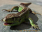 Natur :: 100_1764
