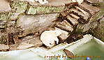 imm023
