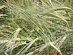 Juni :: 100_6718