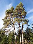 Oktober :: 100_9615